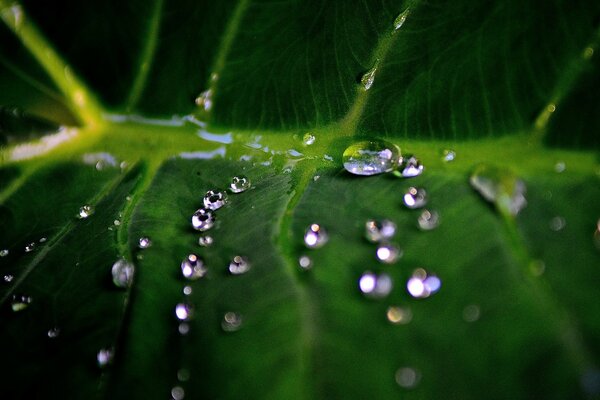 Grandes gotas de lluvia caen sobre las hojas