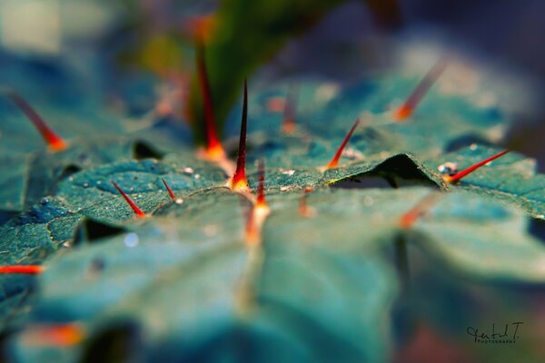 Fotografía macro de la naturaleza - hoja al aire libre