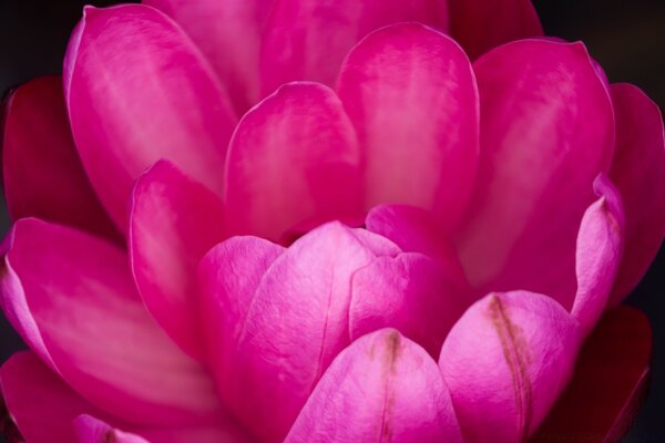 Naturaleza, pétalos de flores favoritos