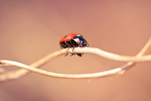 Ladybug is the most charming insect