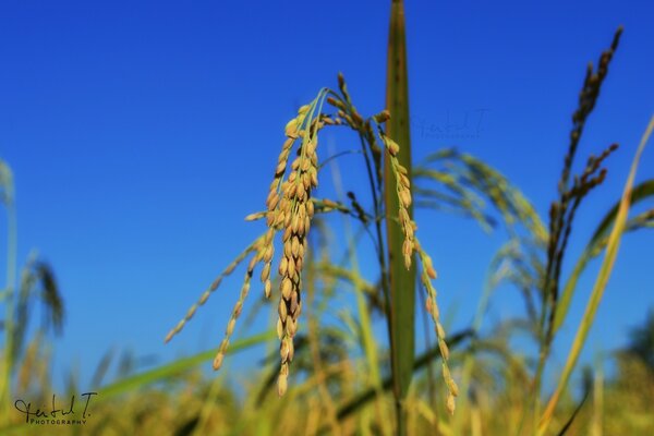 Ears of corn in the fresh air under the open sky