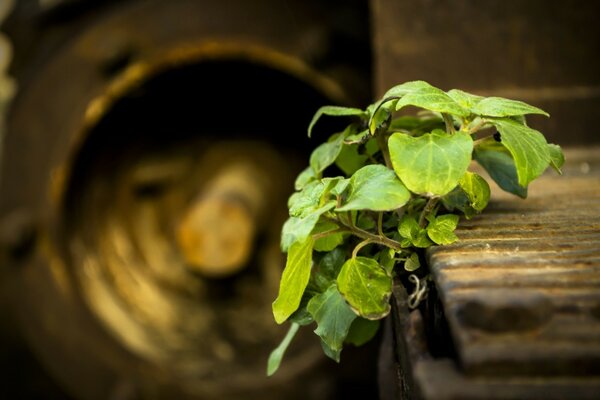 Plante verte de plus en plus de planches de bois