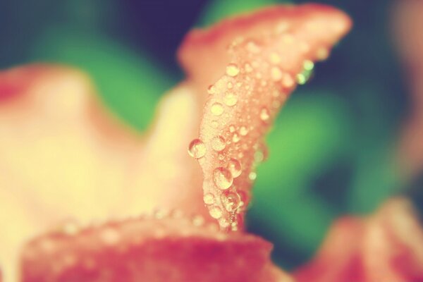 Macro fotografía de una gota de rocío en una flor