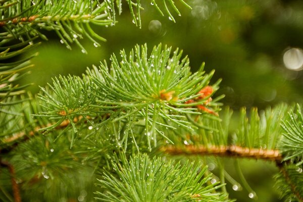 Morning dew on fir needles