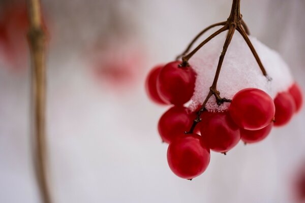 雪中的树枝上的红色viburnum