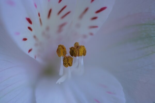 Flores blancas con estambres amarillos