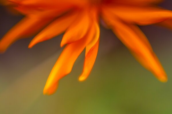 Orange petals on a green background