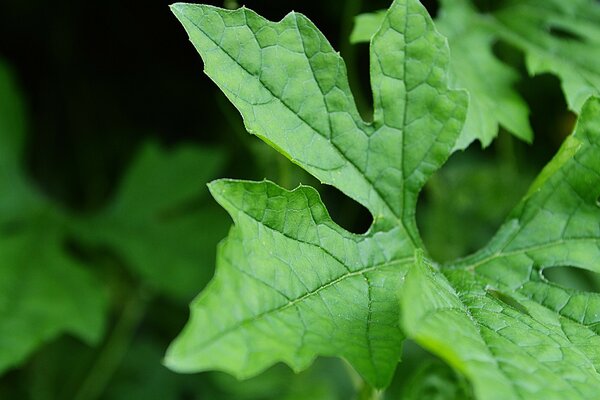 A large green leaf is growing