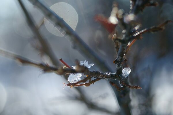 Glace sur les branches des arbres