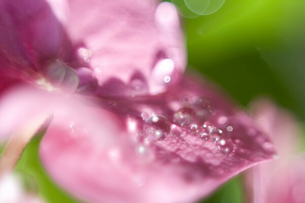 Macro di gocce d acqua di ortensia