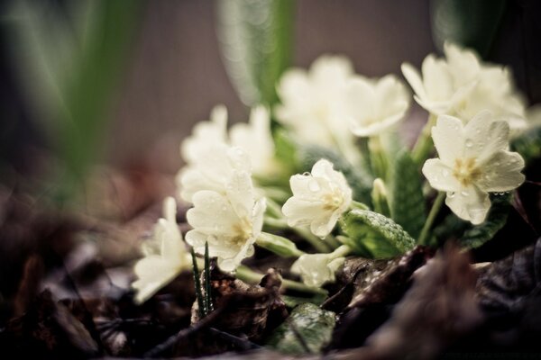 Blumen im Fokus der Kamera in der Nähe