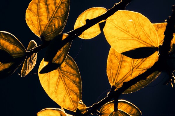 Macro de feuilles jaunes sur fond sombre