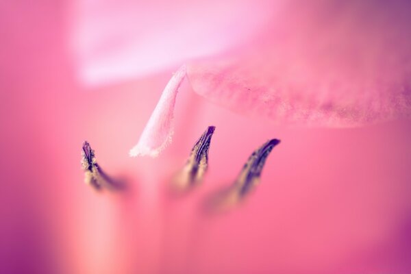 Immagine delicata in tonalità rosa con un ape