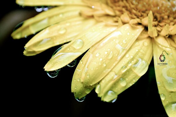 Beautiful picture of a flower after the rain