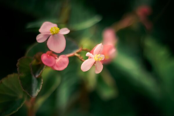 Delicate pink flowers close-up