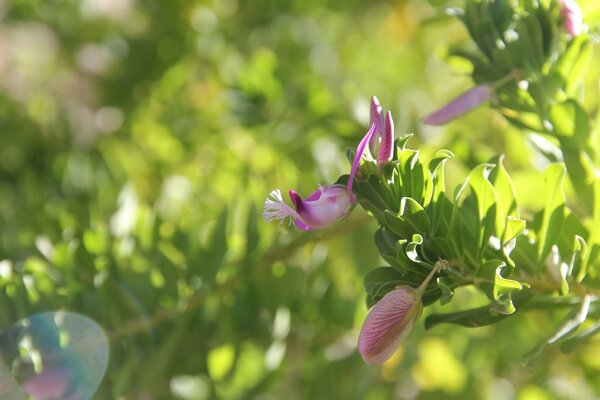 Bourgeon rose non révélé sur une brindille