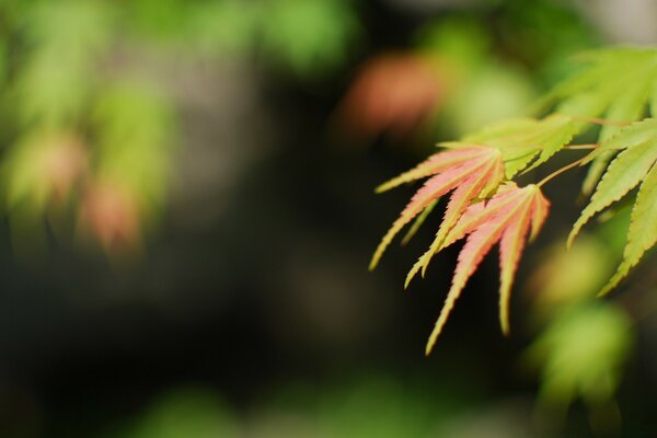 Belles photos de feuilles d automne