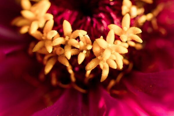 Hermosas fotos de flores en primer plano