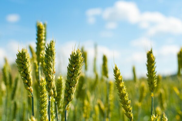 Fotografia macro di spighe di grano non Mature