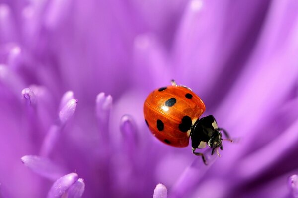 Coccinella su petali viola