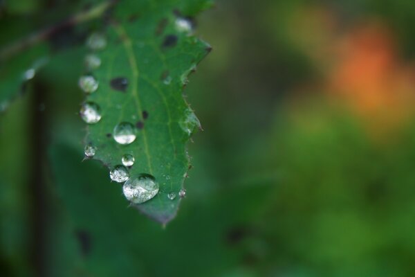 Macro fotografía de una gota de lluvia en una hoja verde