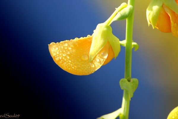 Macro fotografía naturaleza hoja brillante