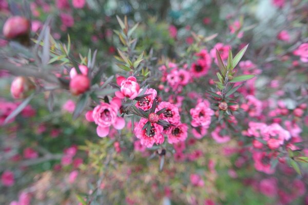 Pink flower on a bush in focus