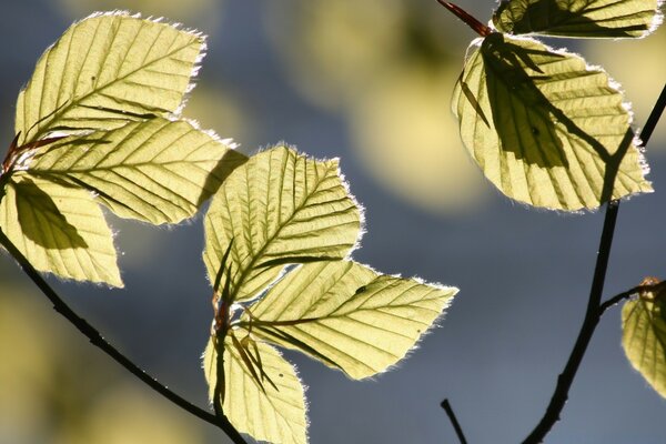 Feuilles de macro à l extérieur