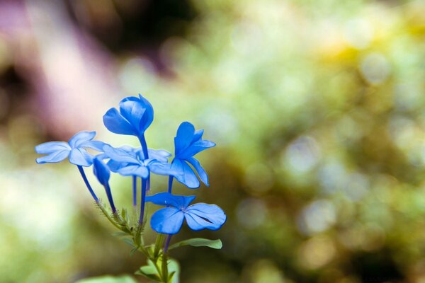 Flor azul de cerca