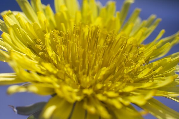 Die reiche Welt der Flora schmückt unser Leben