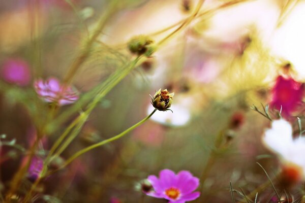 Nahaufnahme einer Blume im Sommergarten