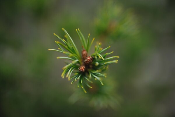 Abeto en macro. Naturaleza del país