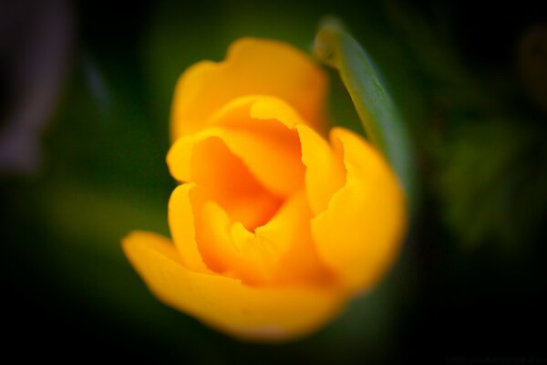 Blurring of a yellow flower on a green background