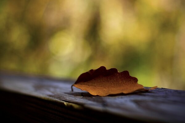 Still life ultima foglia d autunno su legno