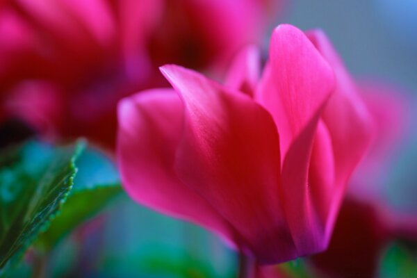 Kraiinka brilhante com uma flor close-up