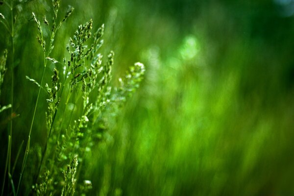 La increíble belleza de la naturaleza y las hierbas