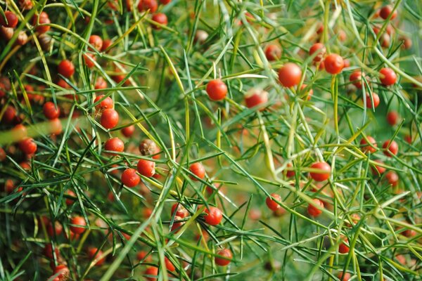 Die Natur gefällt im Garten mit Beeren und Früchten