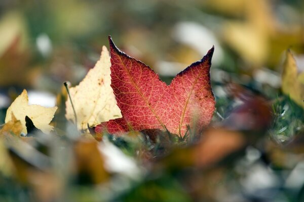 Autumn leaf, nature micrography