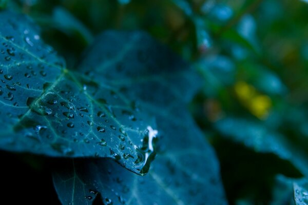 Large sea-green leaves with drops on them