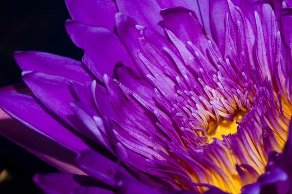 Nahaufnahme einer Blume mit violetten Blütenblättern