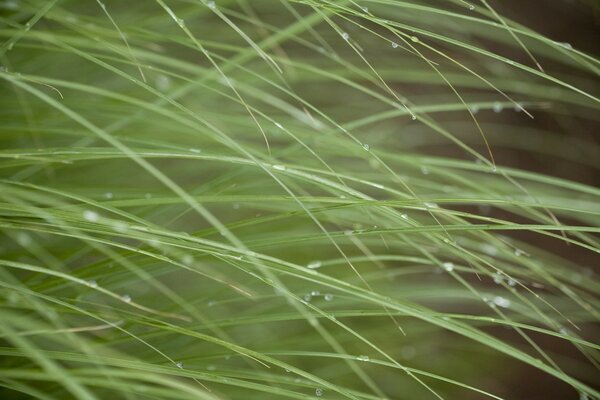 Morning dew on the grass macro photography