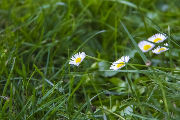 Chamomile flowers in macro mode