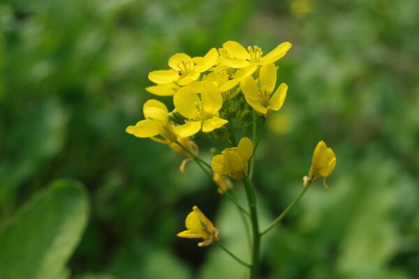 Makrosammlung von gelben Blüten in der Natur