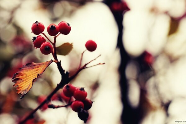 Mountain ash bloomed outdoors in winter