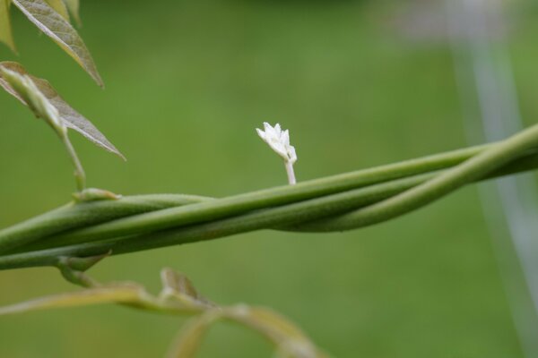 A new life in nature in macro shooting mode