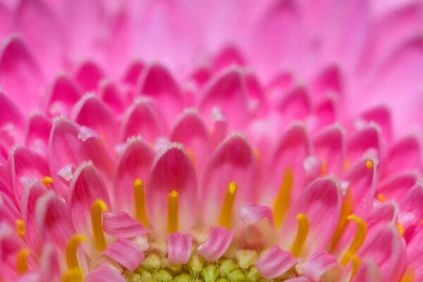 Milieu de la fleur belle macro