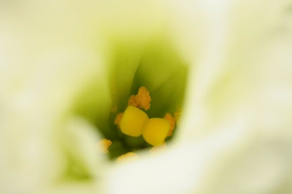 Fleurs floues dans le fond d écran macro