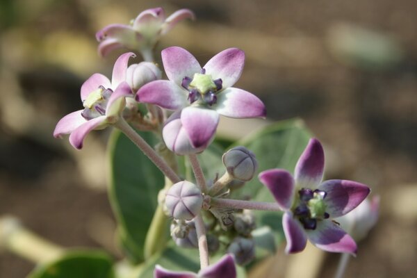 A flower with five purple petals