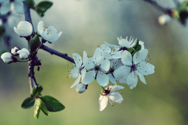 Die Natur erfreut uns mit der Frühlingsblüte