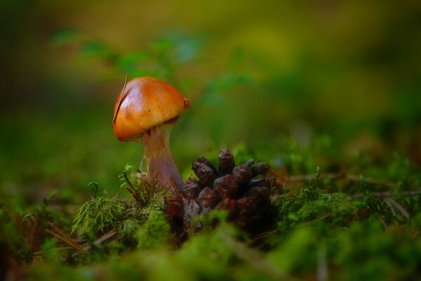 Herbst-Makroaufnahme eines kleinen Steinpilzes